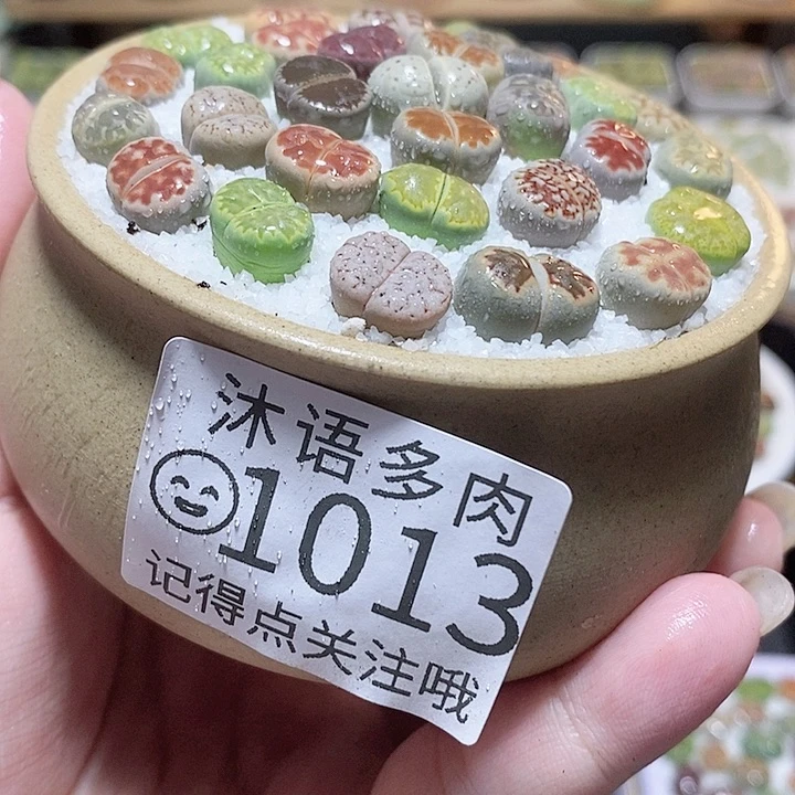 一物一拍 所见即所得1013