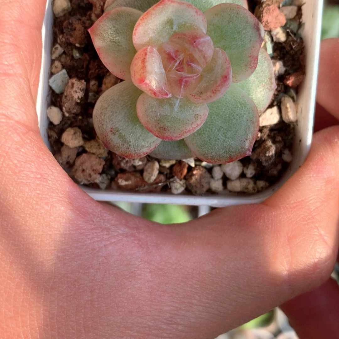 珍妮实话。         47号