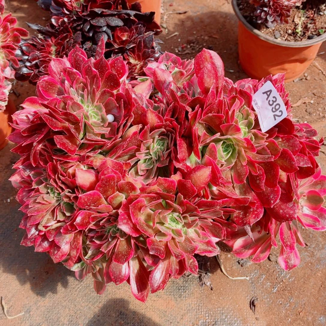 多肉植物392女郎