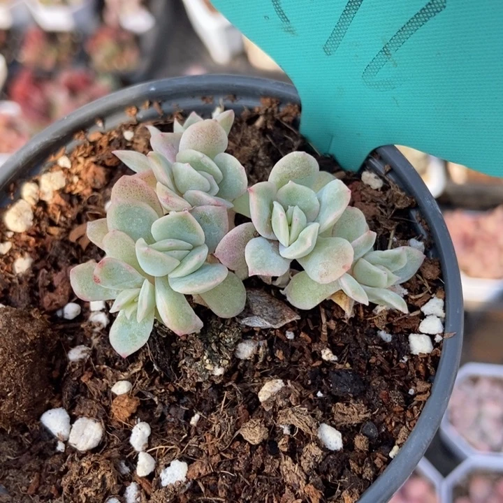 516泡泡沙多肉植物保护