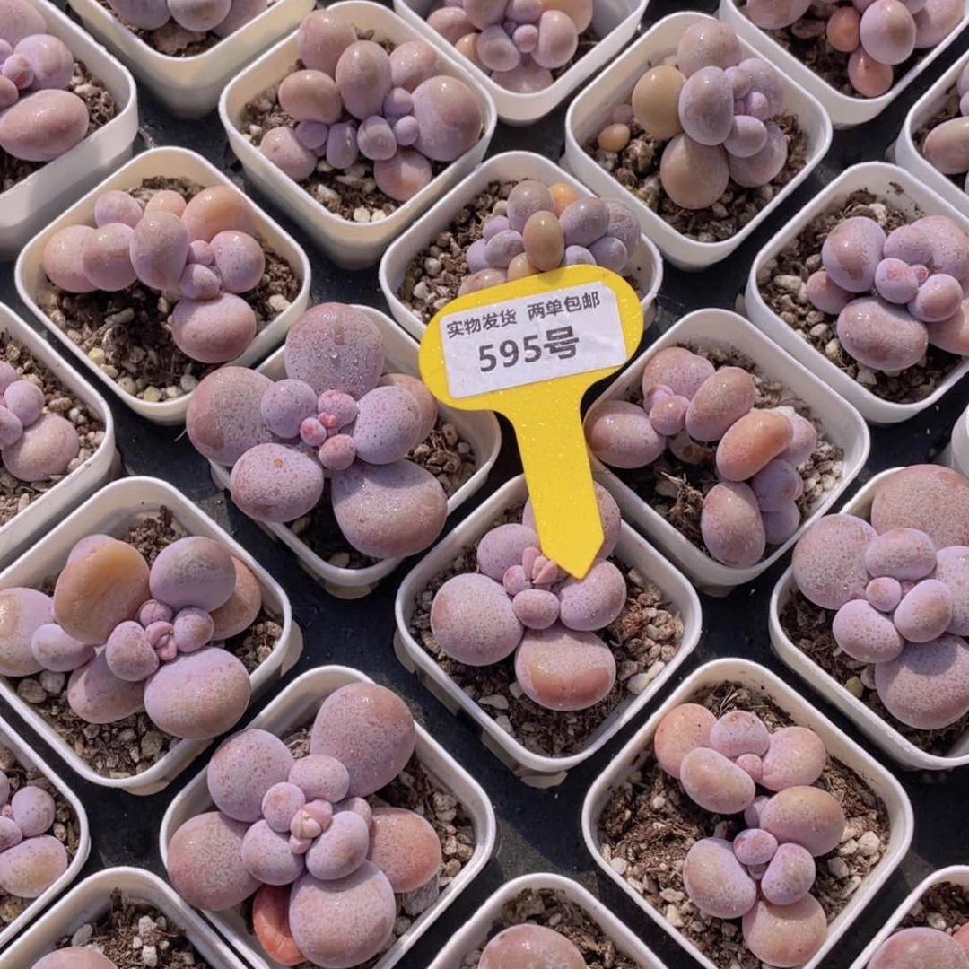 595号水光针原始奶2个