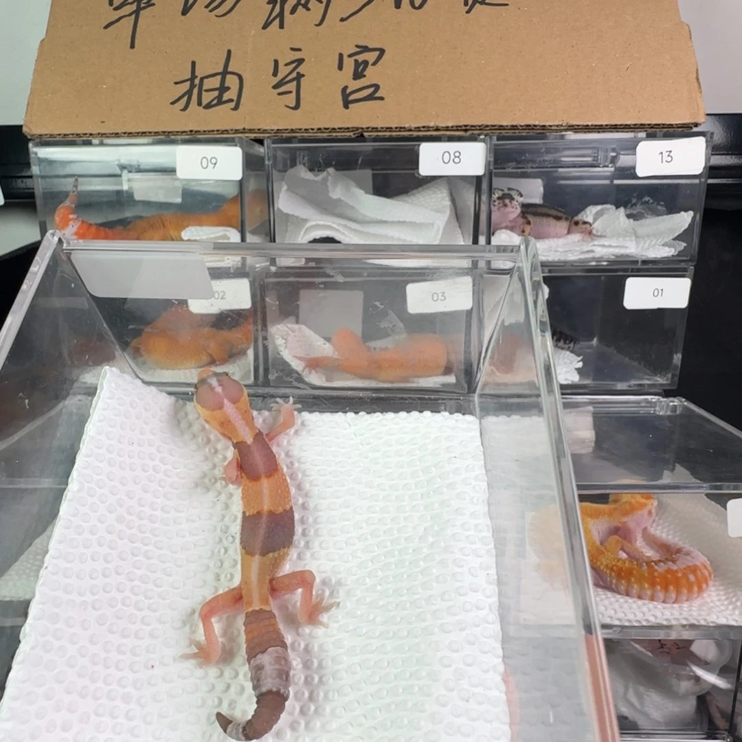 豹纹守宫直线橘白妹妹