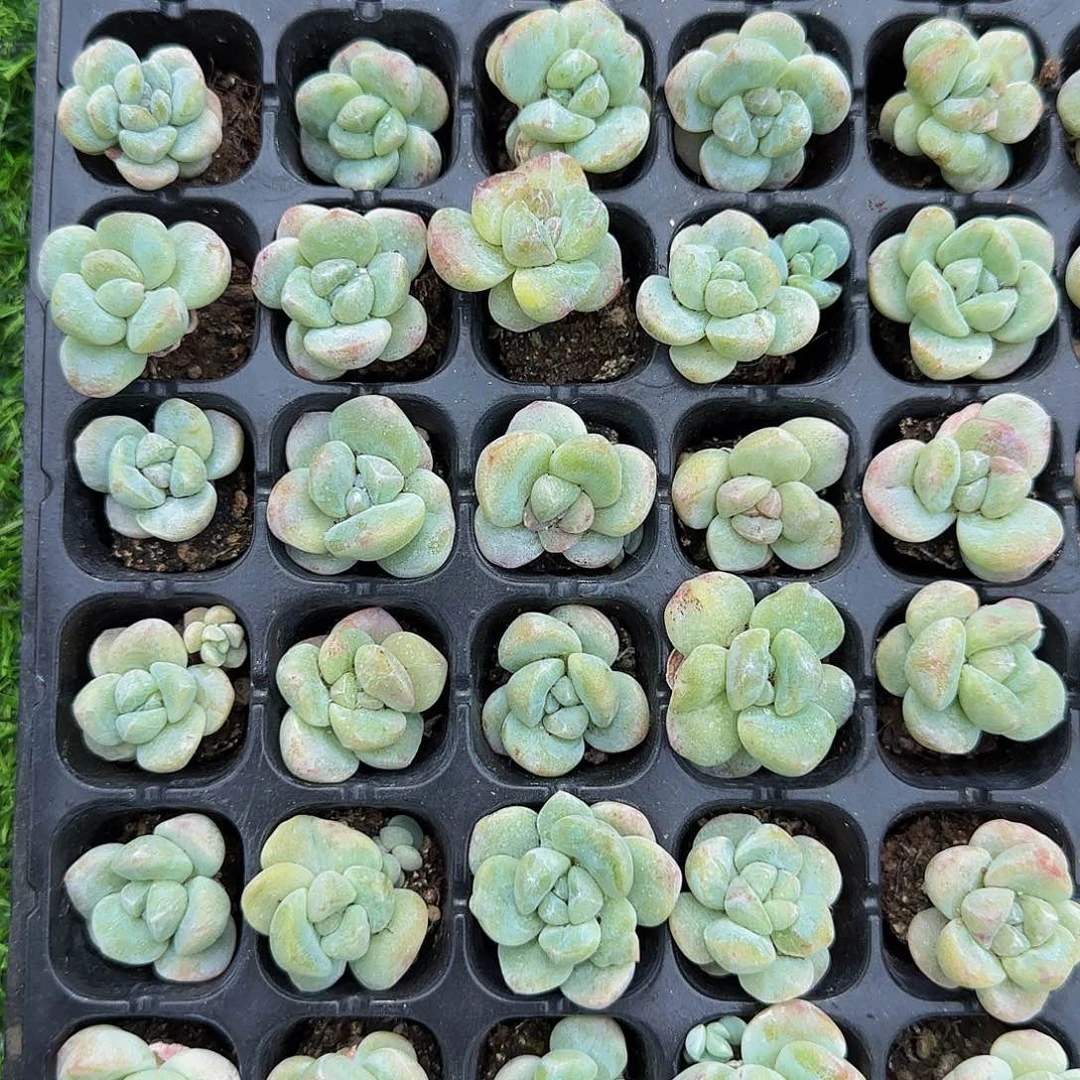 3克一组冰玉石化单头特价