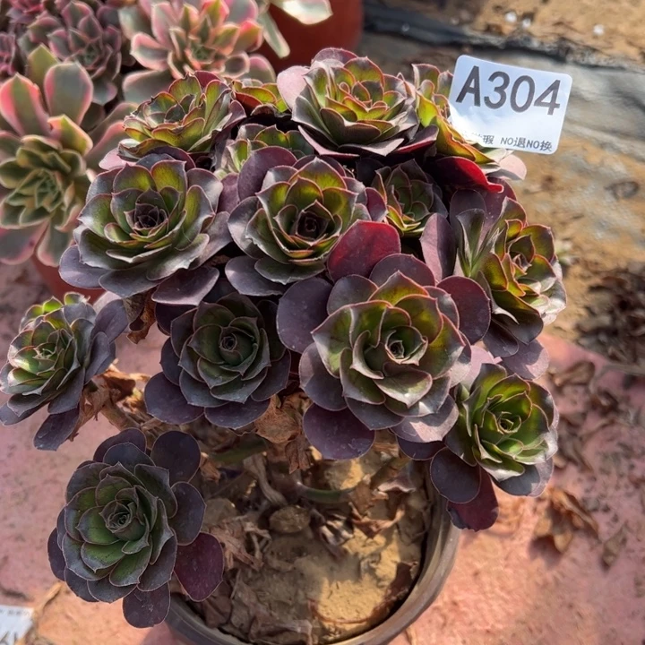 魅金多肉植物304.