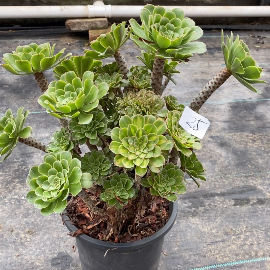 多肉植物组合拼盘25