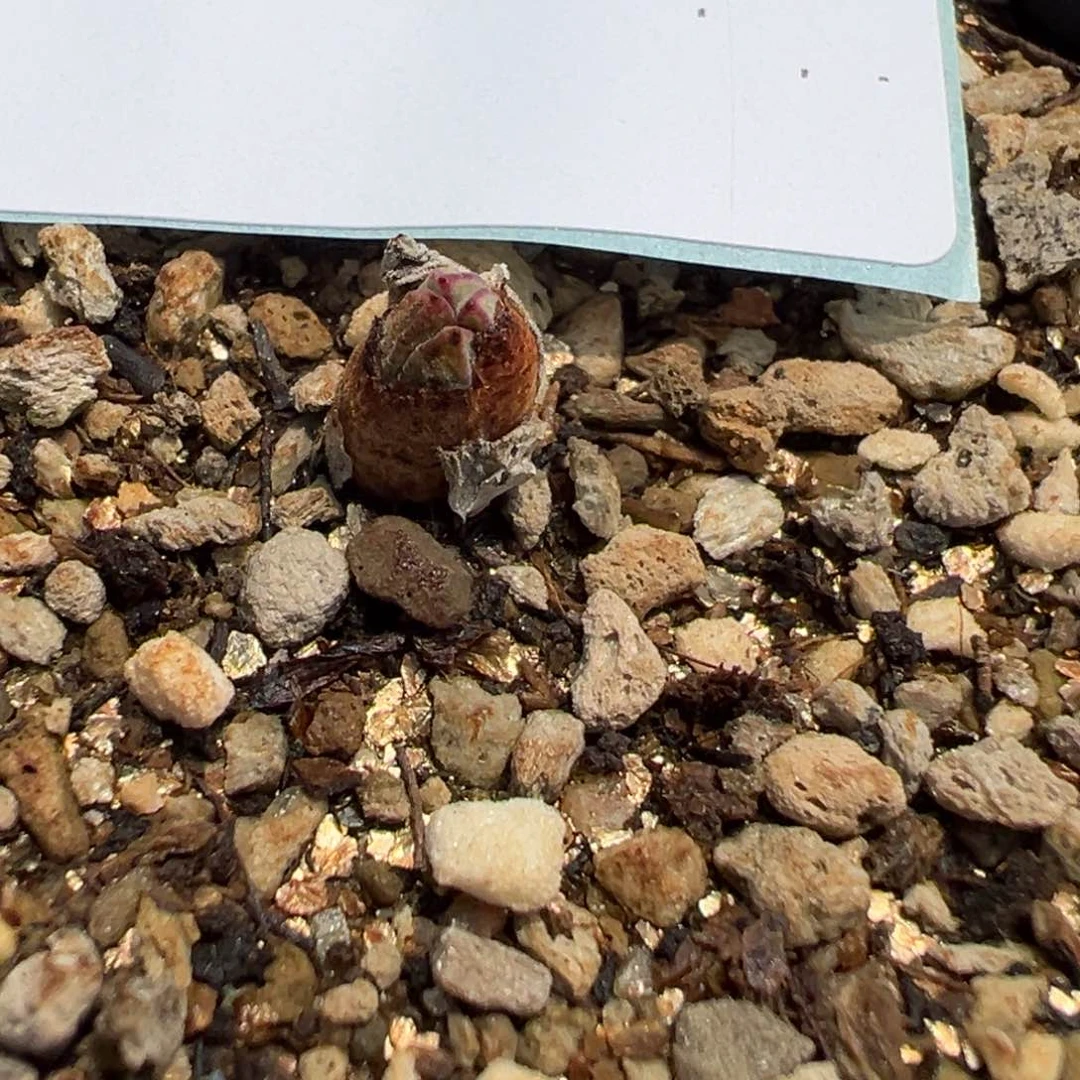 1-03肉锥多肉植物