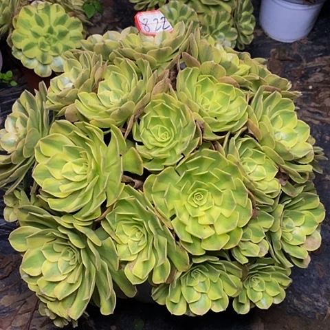 余***己雨荷多头法师老桩822号