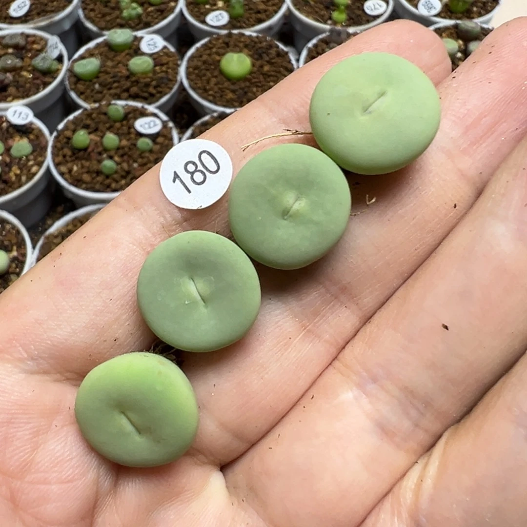 大嘴4颗脱土18000