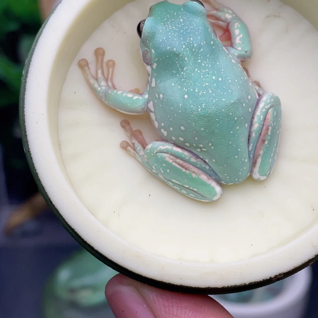 老爷树蛙12号马卡龙