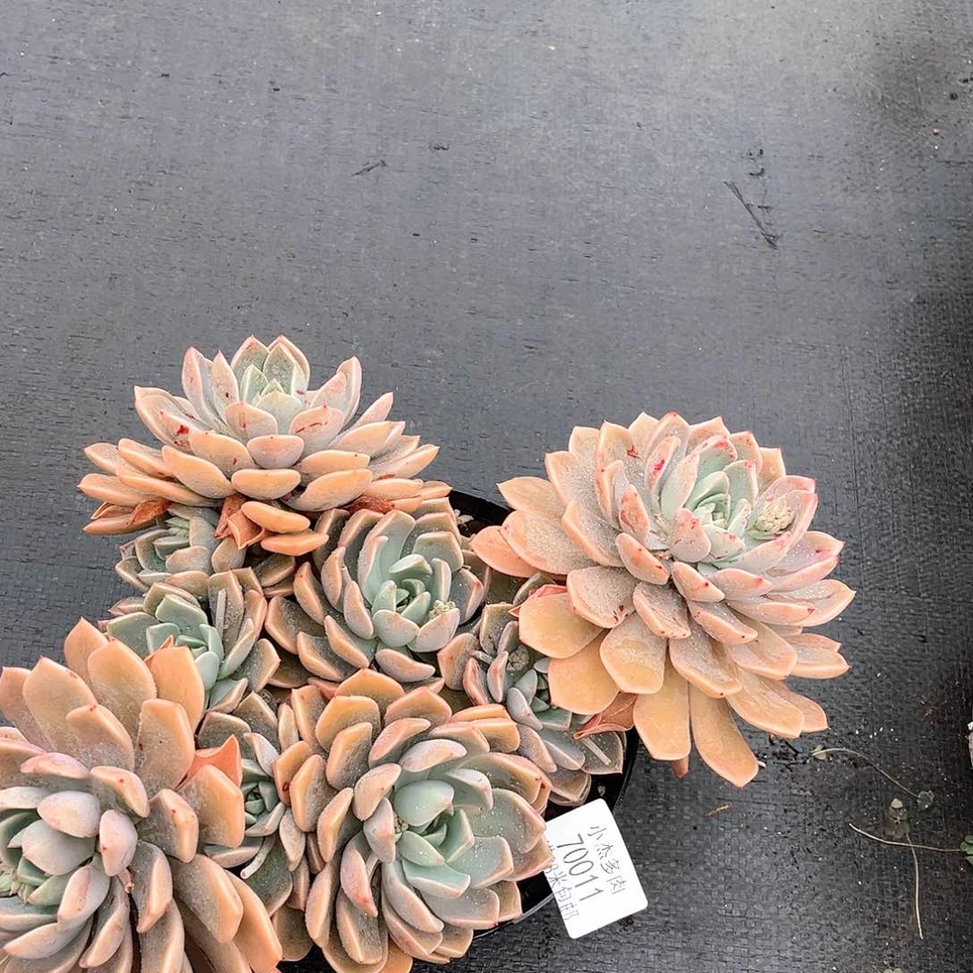 往**缘红粉佳人群70011