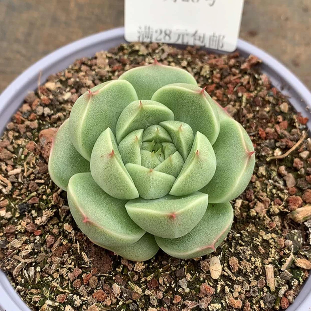 【闪购商品】云47号