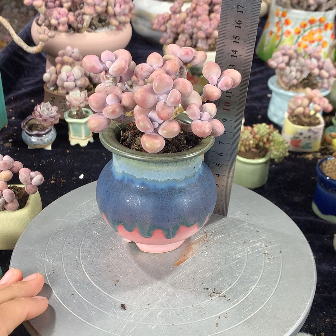 66号带盆偏远地区bu bao you de