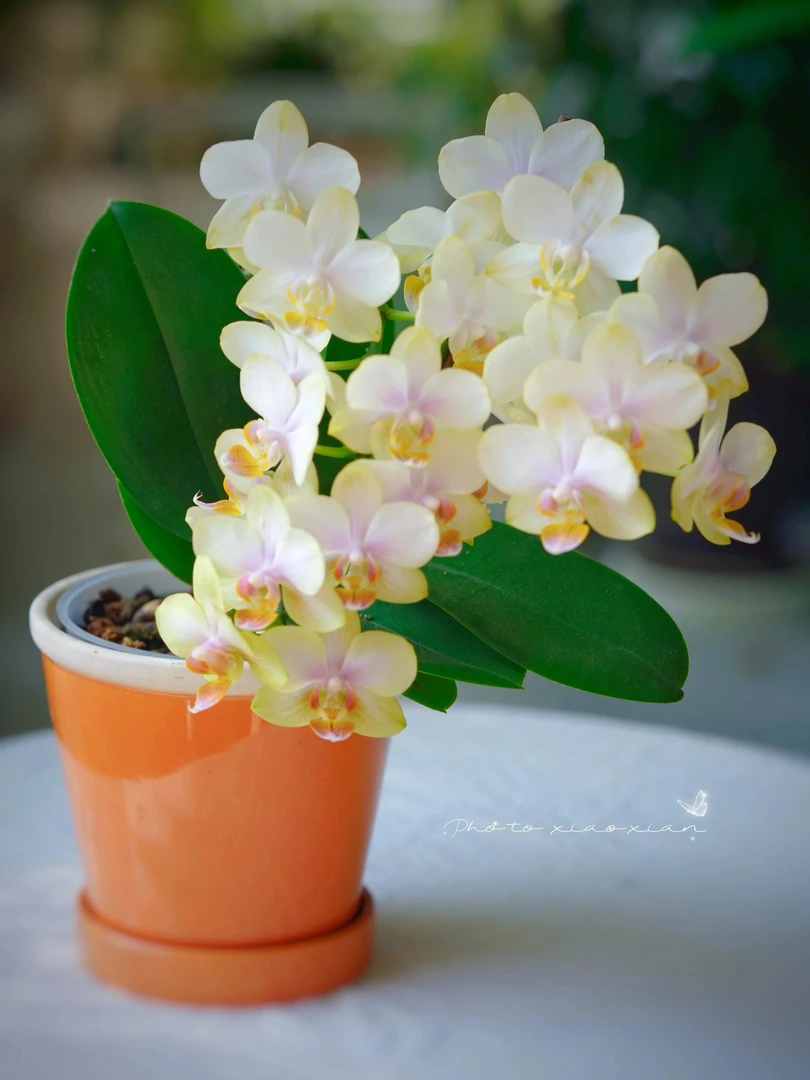 《祥云》蝴蝶兰桌面阳台花卉盆栽