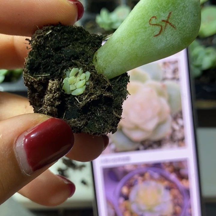 素心芽苗一个多肉