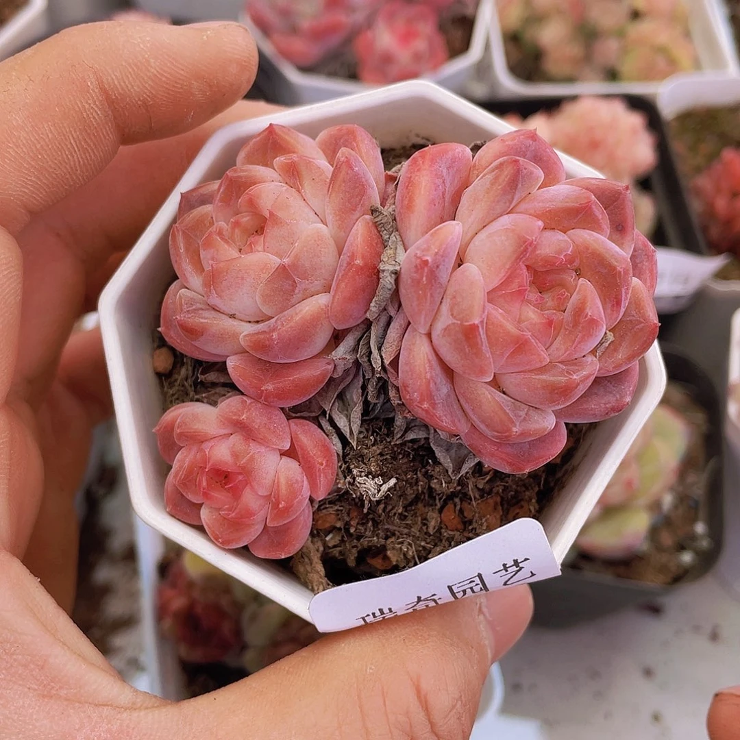 00000000000020量拍