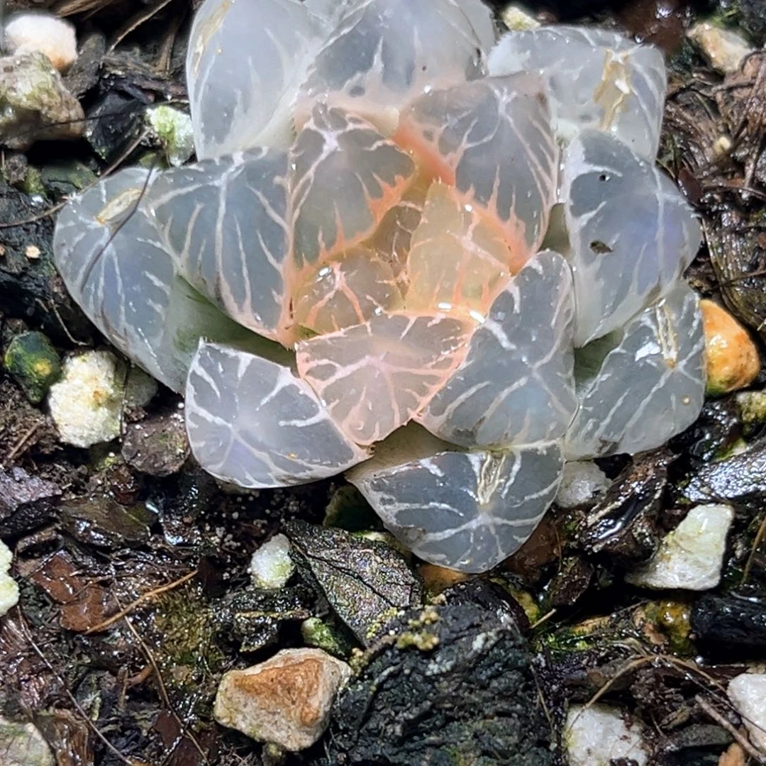 恭喜发财大吉大利501