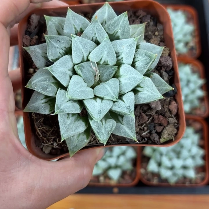 种好爱心寿多肉植物