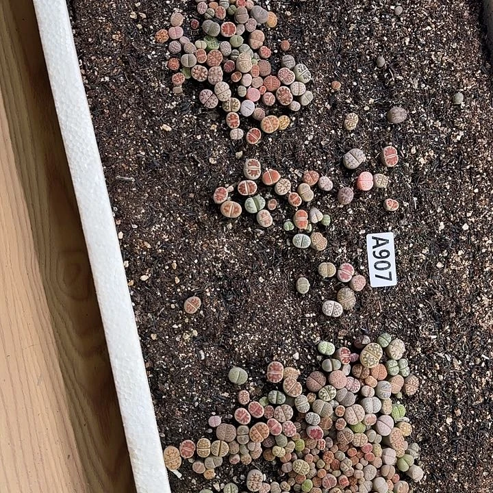907生石花整筐脱土发货