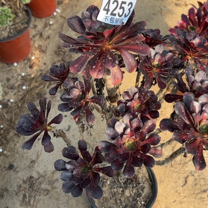 晚霞多肉植物法师