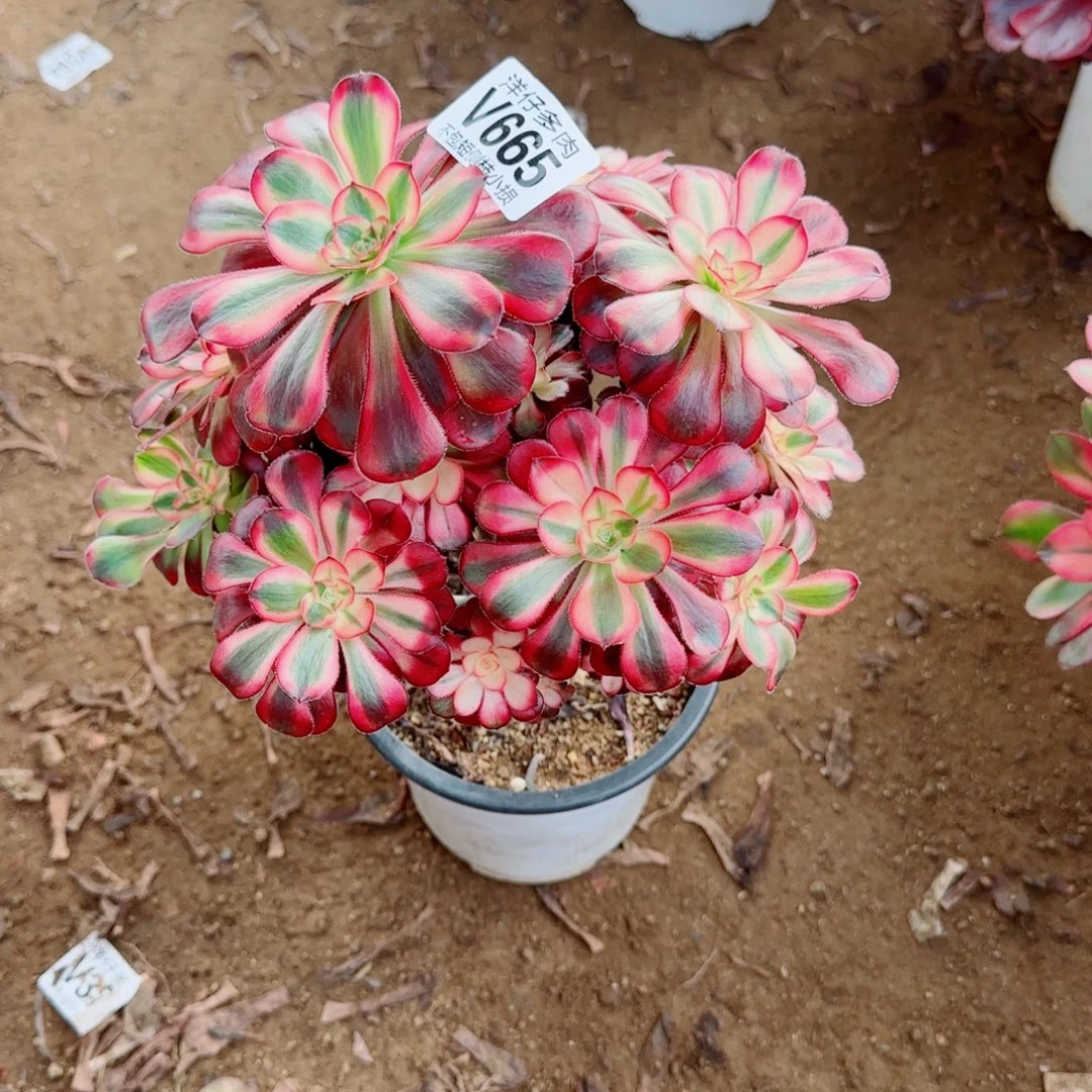 香耐尔发师665冠幅20左右