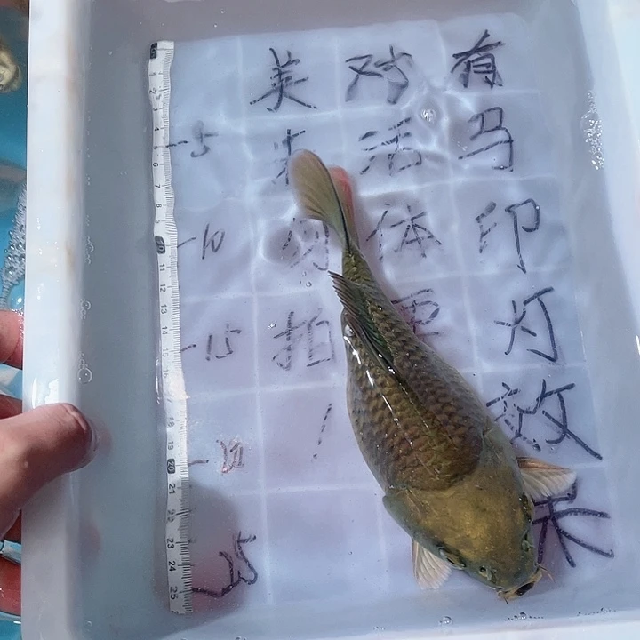 蝴蝶鲤鱼渔场直发41