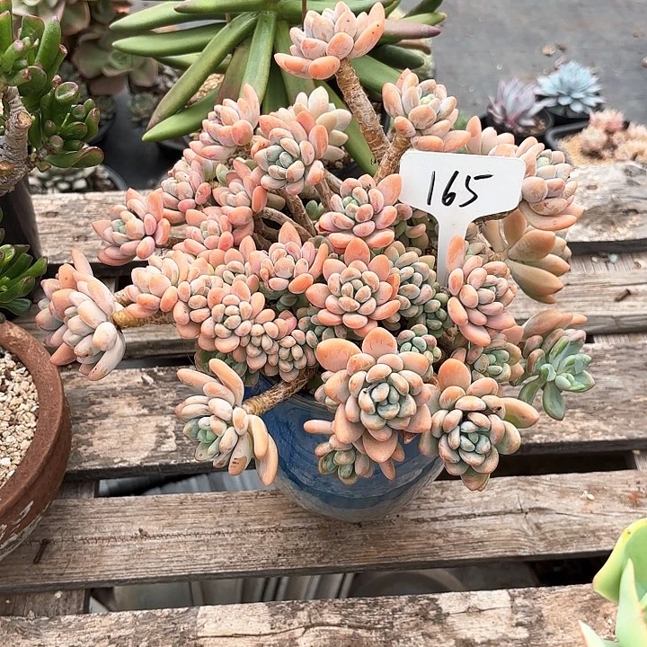 多肉植物，落神165号