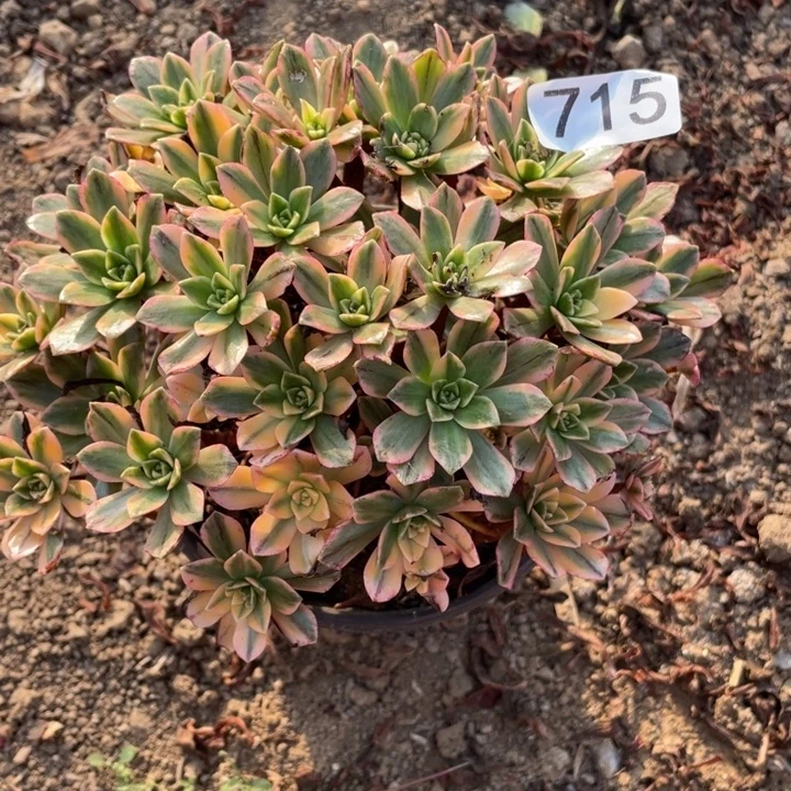 无花朵715多肉植物甜茶
