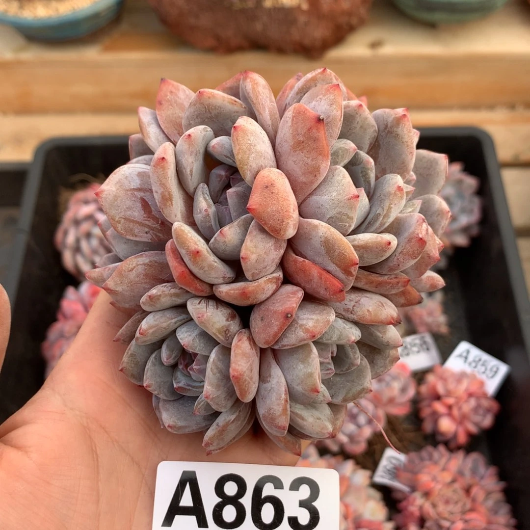 A863 橙梦露 老桩群生清仓