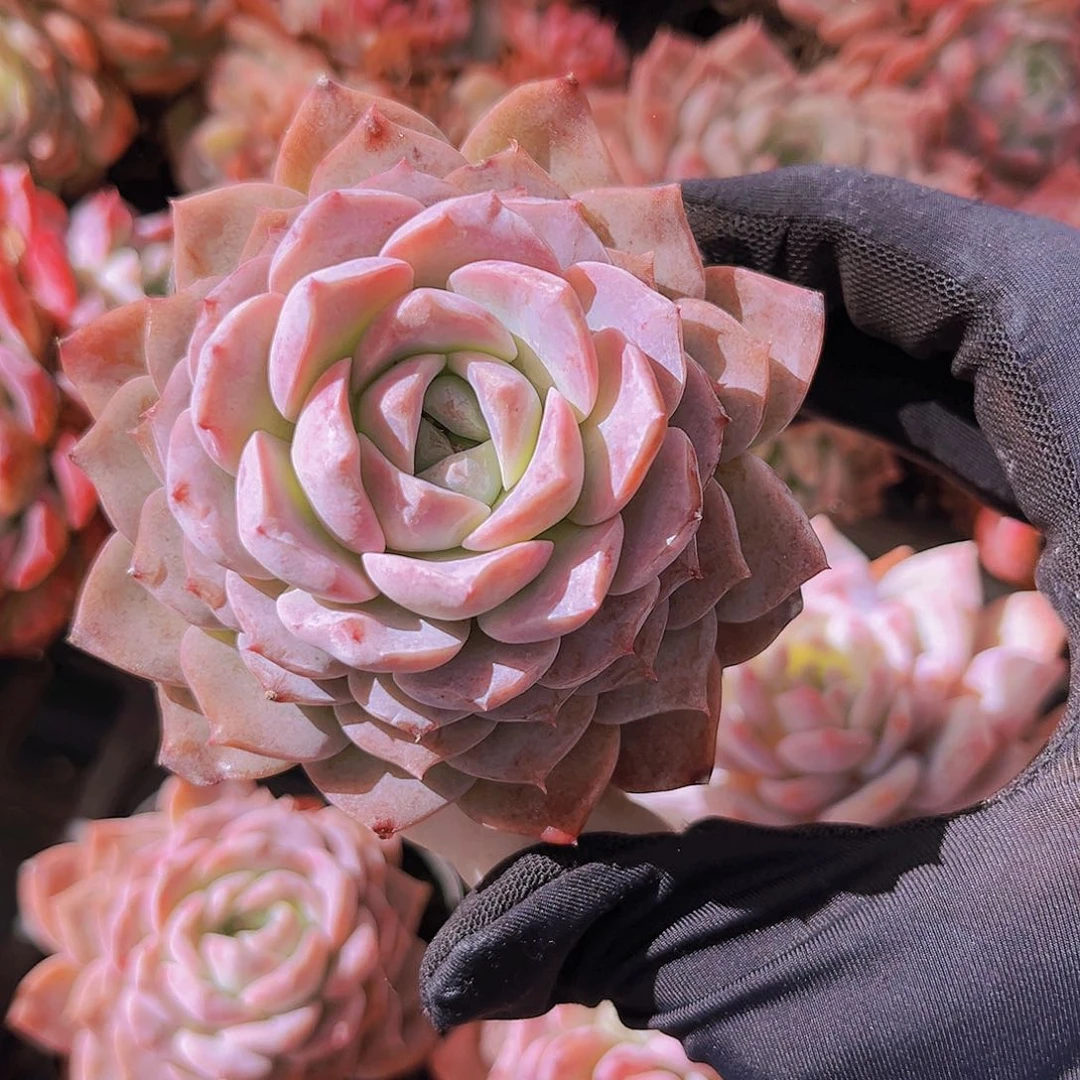 恩宠7.5公分99999999