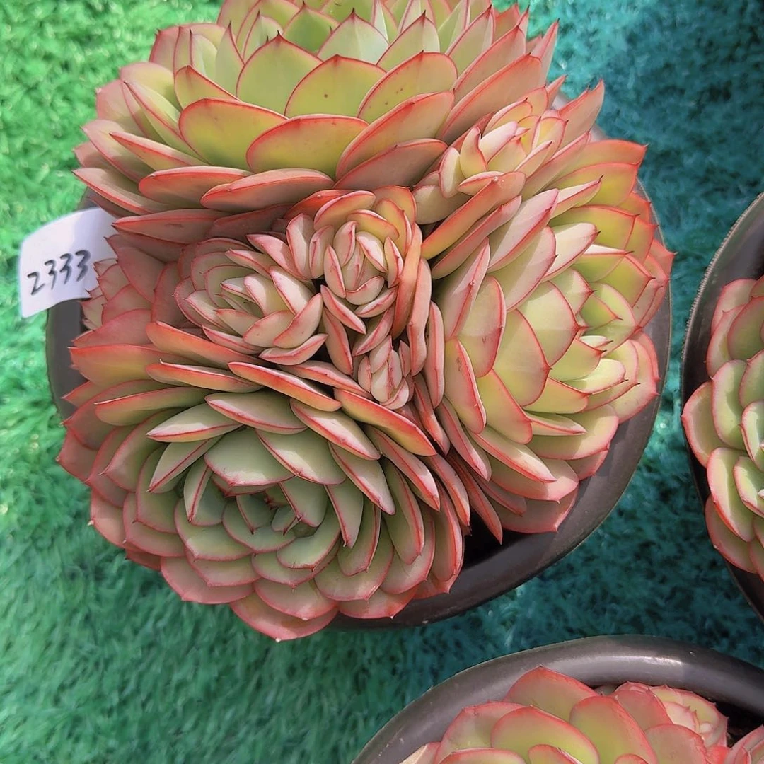 爱***?2333牡丹亭多肉植物