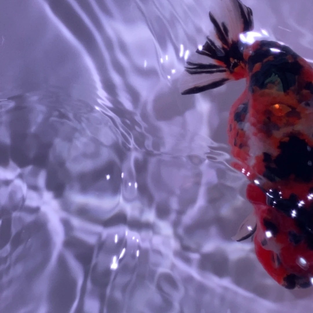 海水鱼兰寿金鱼兰寿金鱼