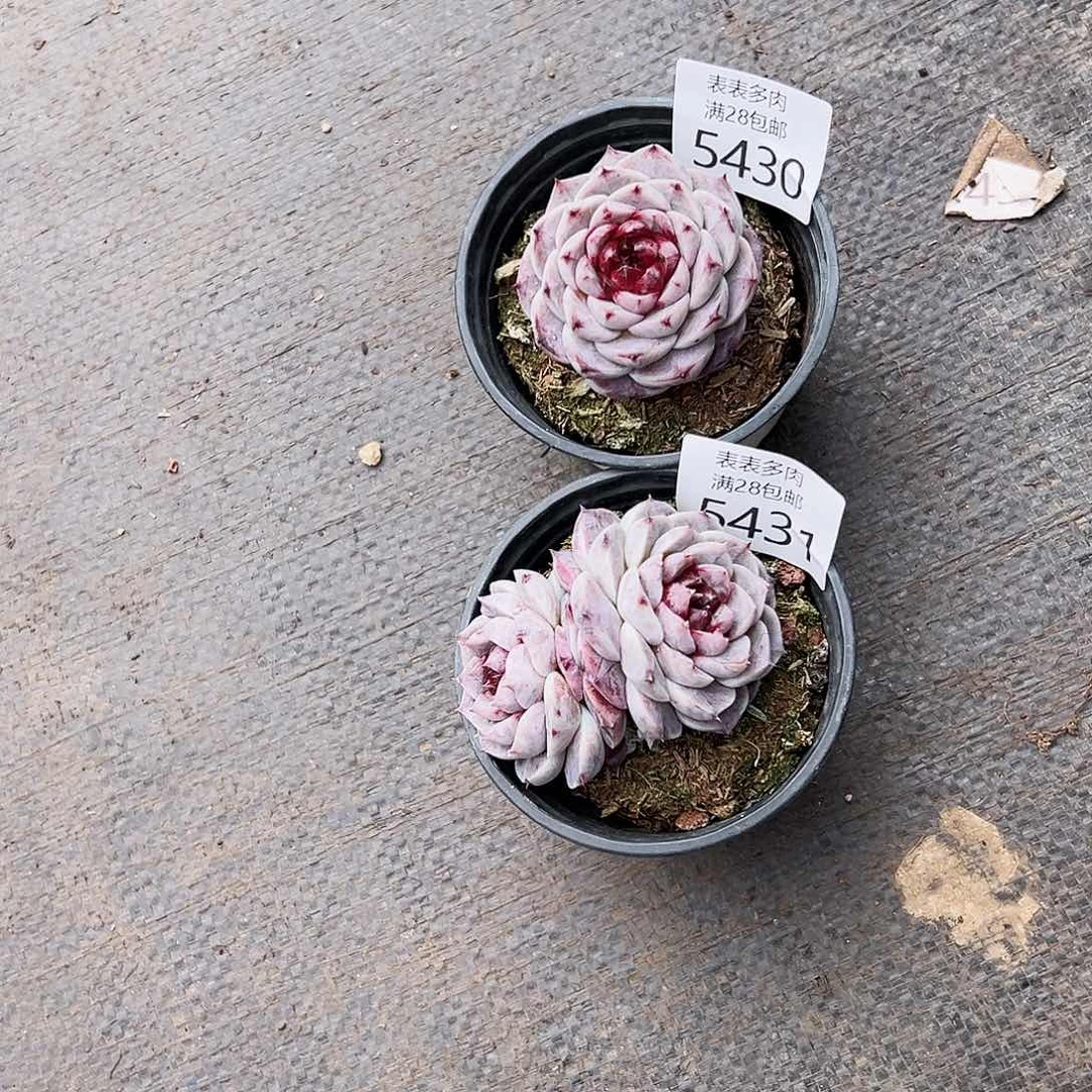 9号琳我们的确是一5430.31