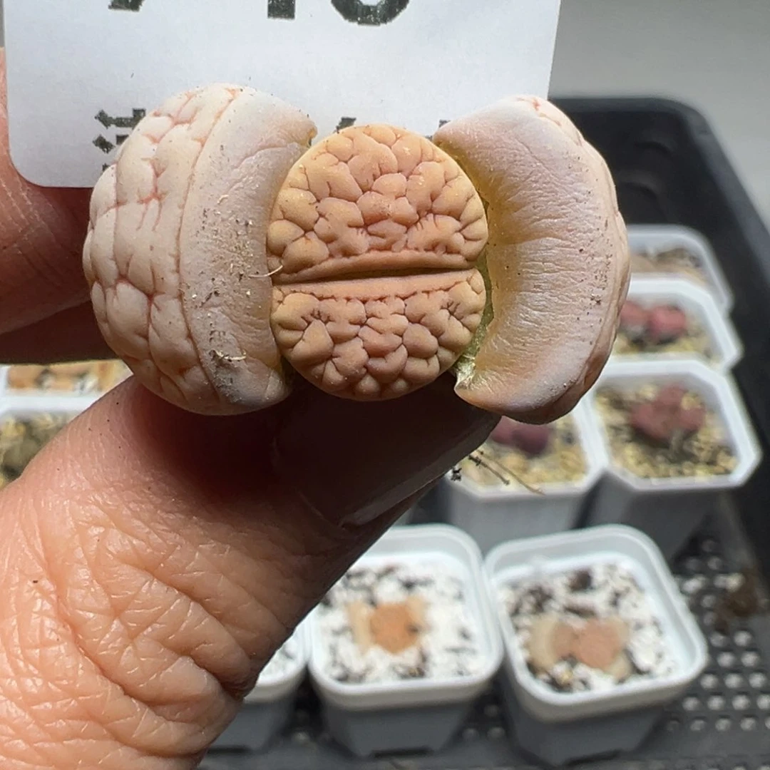 【闪购商品】740……