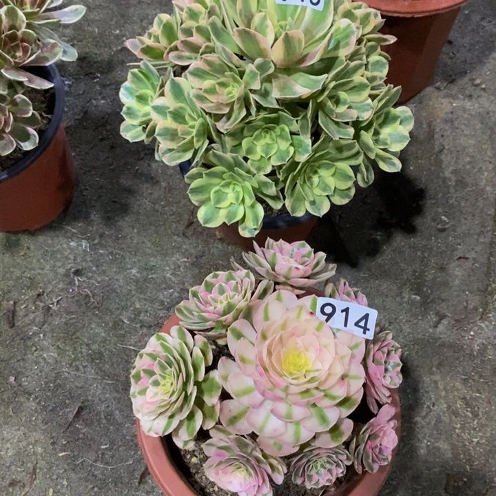 华*女妖915倾城914