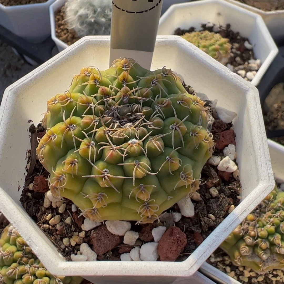 207实生根瑞昌玉多肉植物带盆土