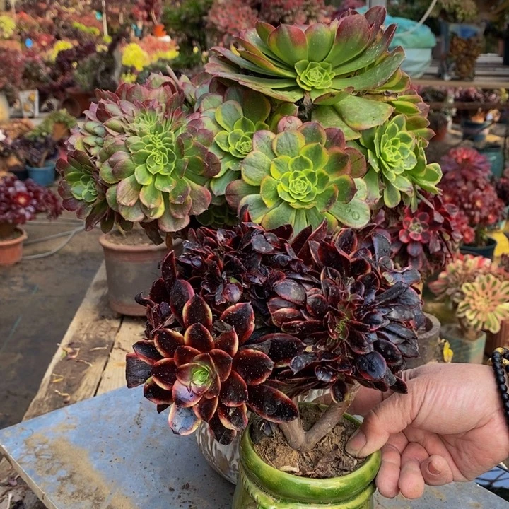 芳**?奶白➕欧嘉莉缀化多肉1颗