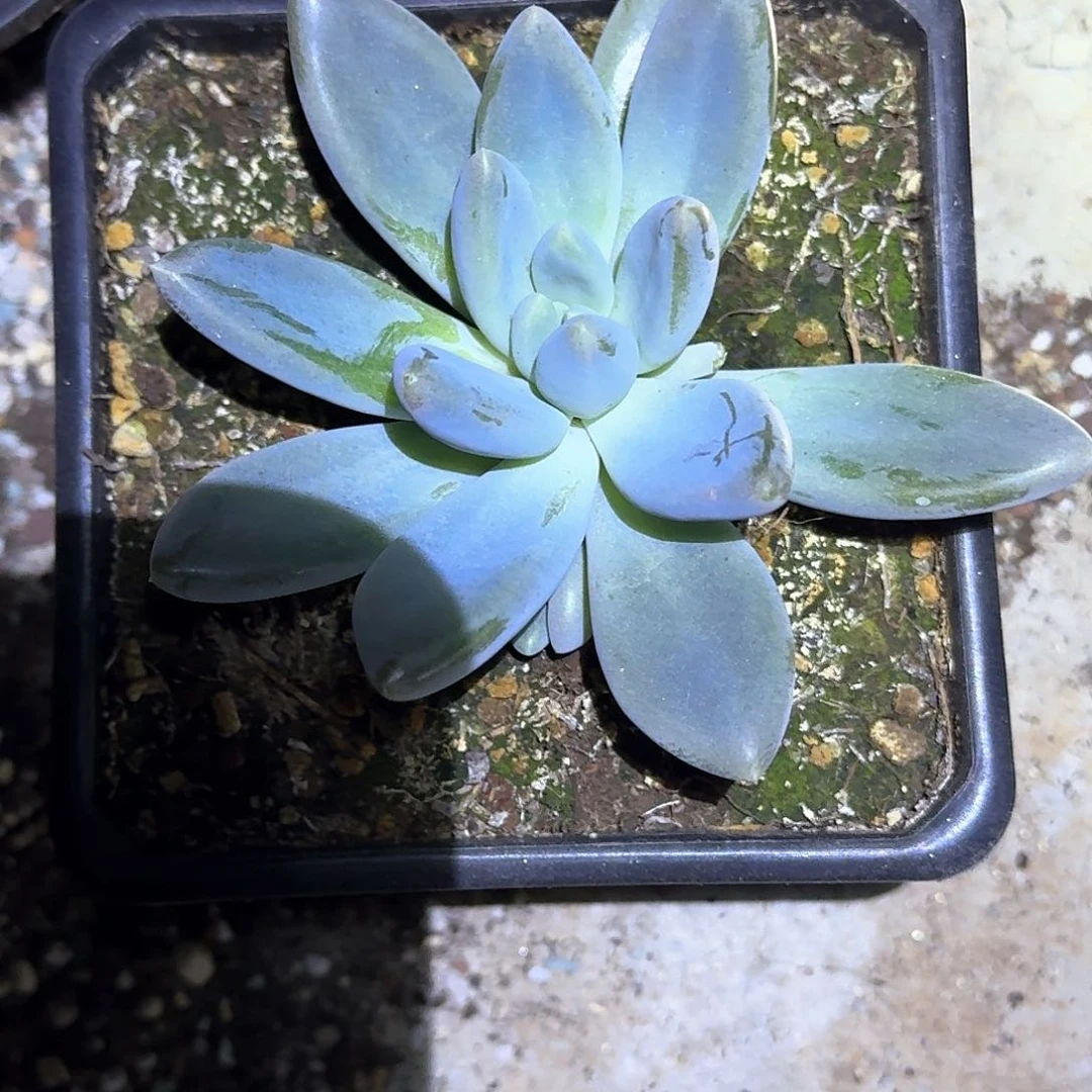 猫*?哥特萝莉手捧猫九寄养