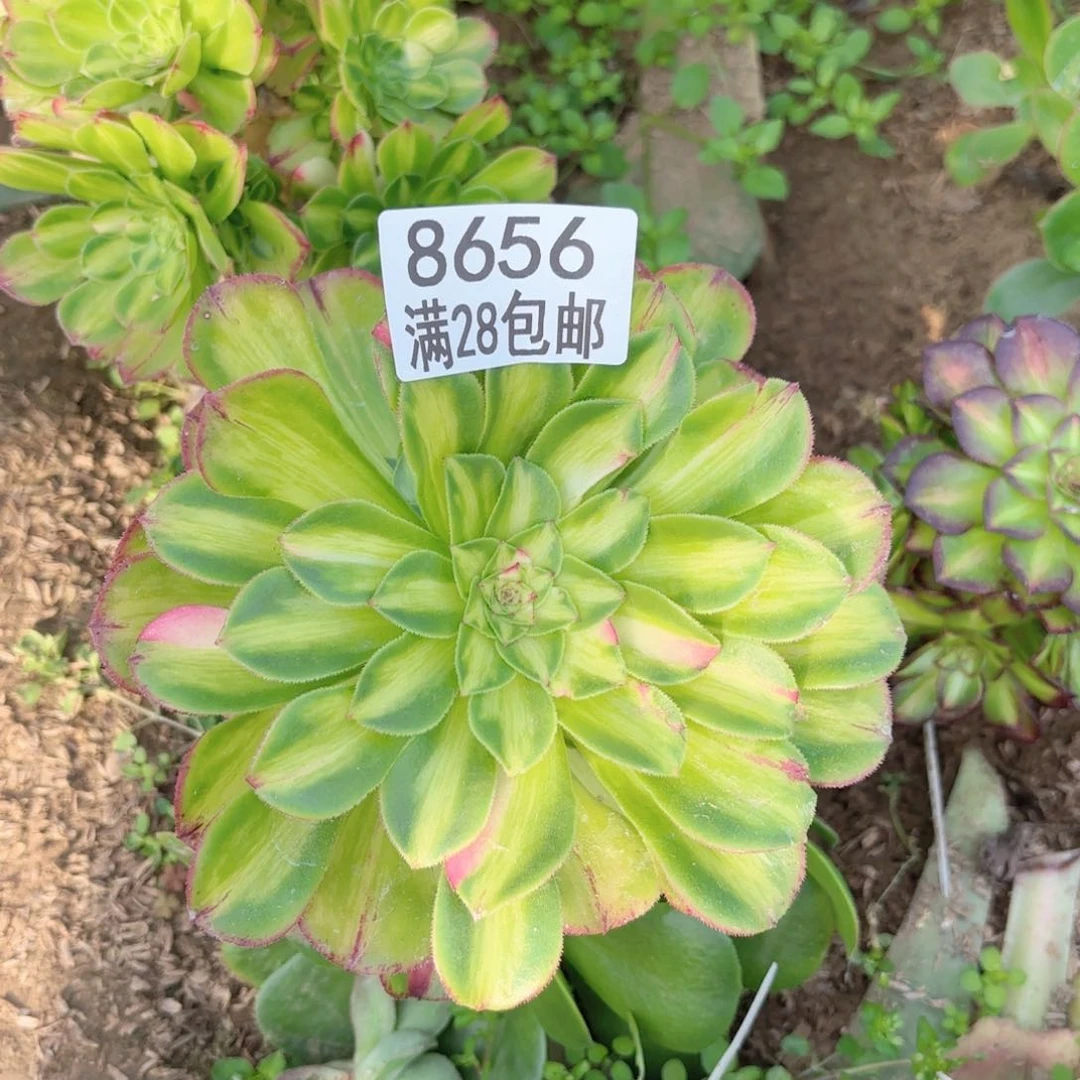 V. 8656知否多肉有砍