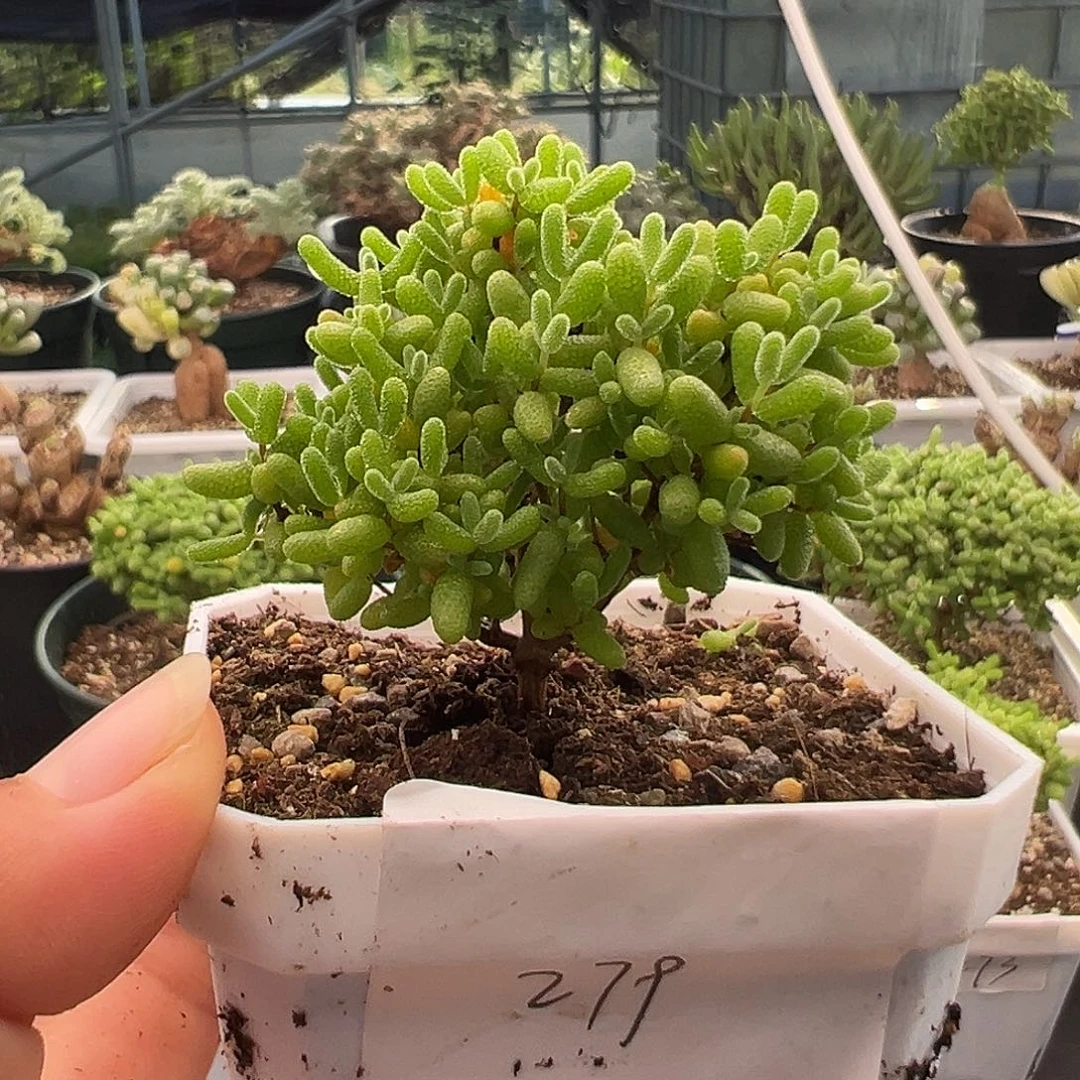 279号密橘糖球10.8多肉