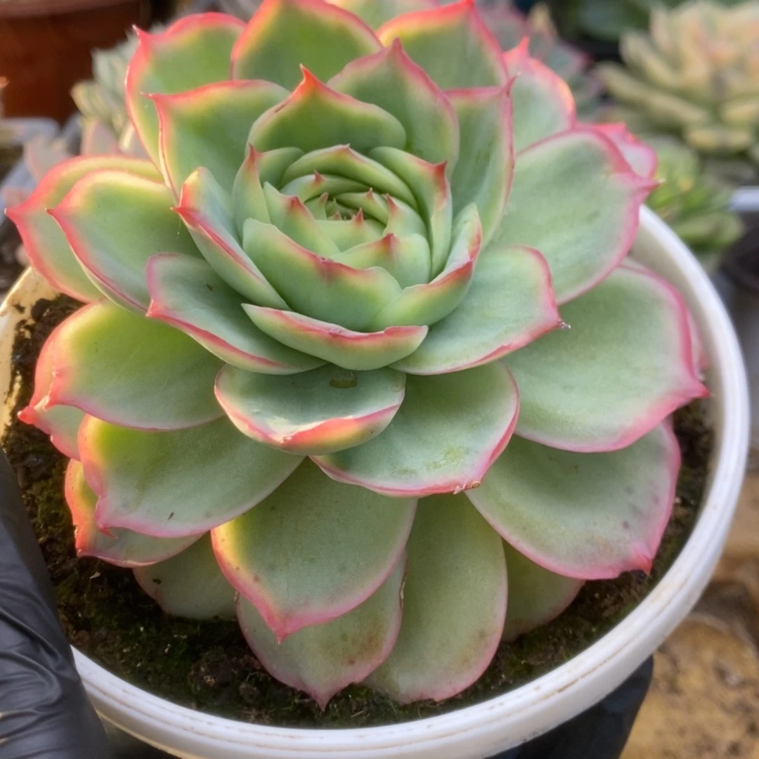 446侧影玫瑰锦锦锦锦锦