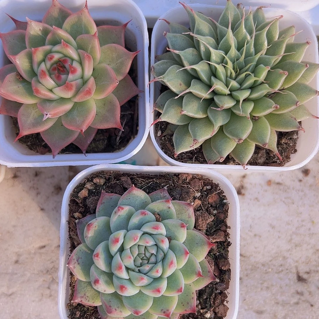 长睫毛组合19包邮多肉