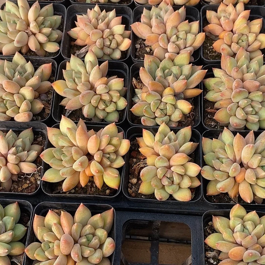 金汇园艺，108红象牙双头