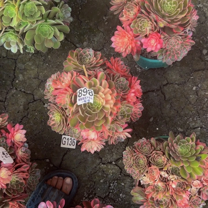 七***花黑魔锦花25-22包邮花花