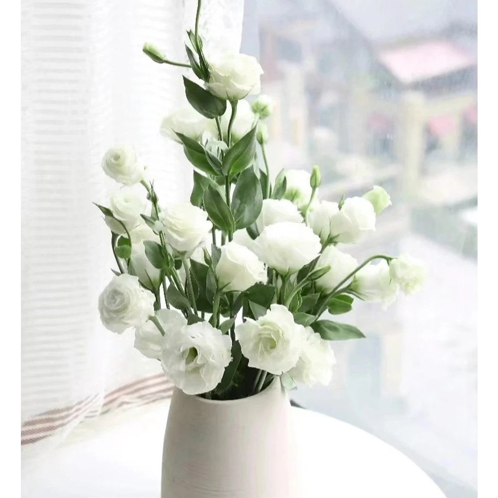 《800克》白色洋桔梗云南鲜花基地直发水培鲜切花家庭装饰用花