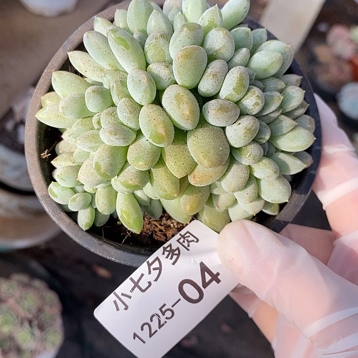 小七夕多肉奶糖缀04