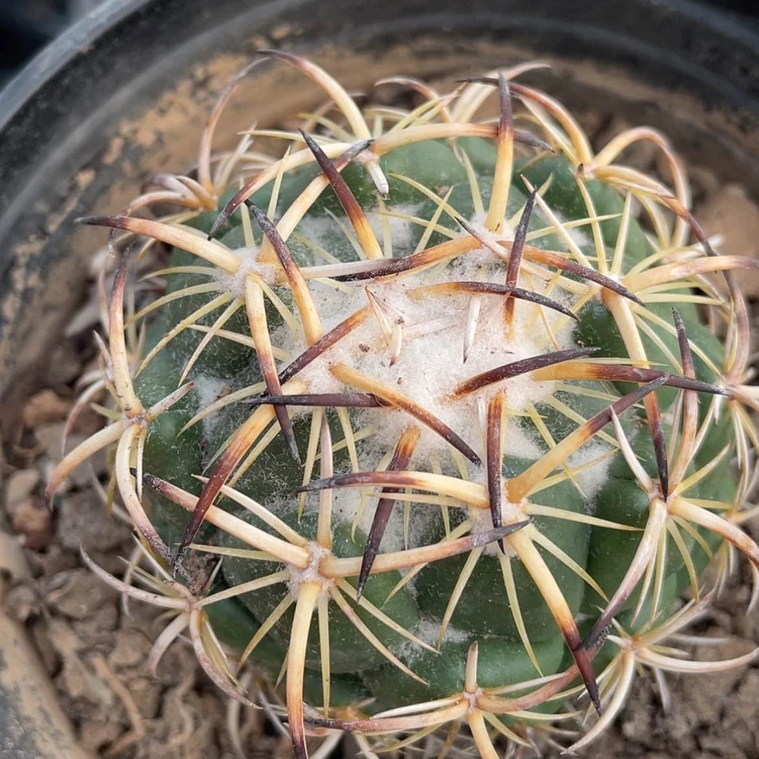 【闪购商品】钢钉有根6666