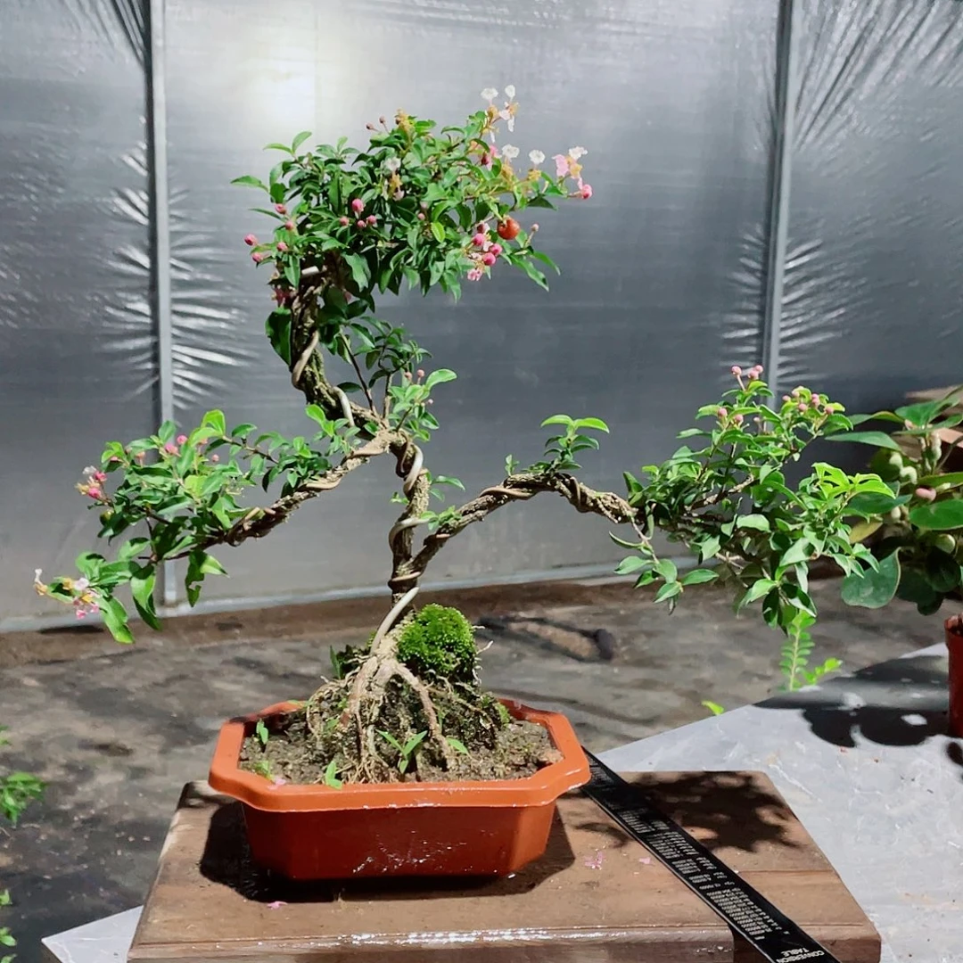 大部分花苞少量开放造型樱花盆景，按图发