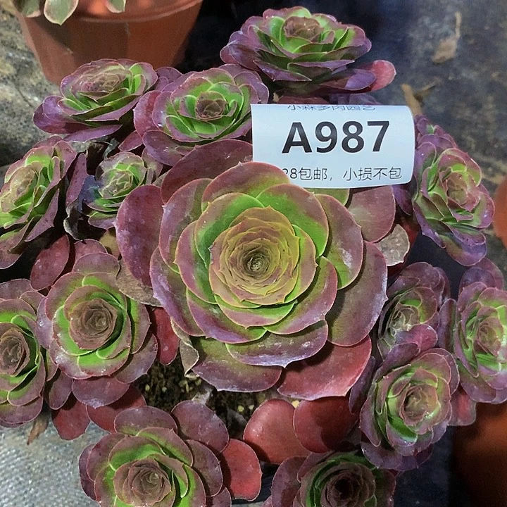 *‍****987魅金不包生死