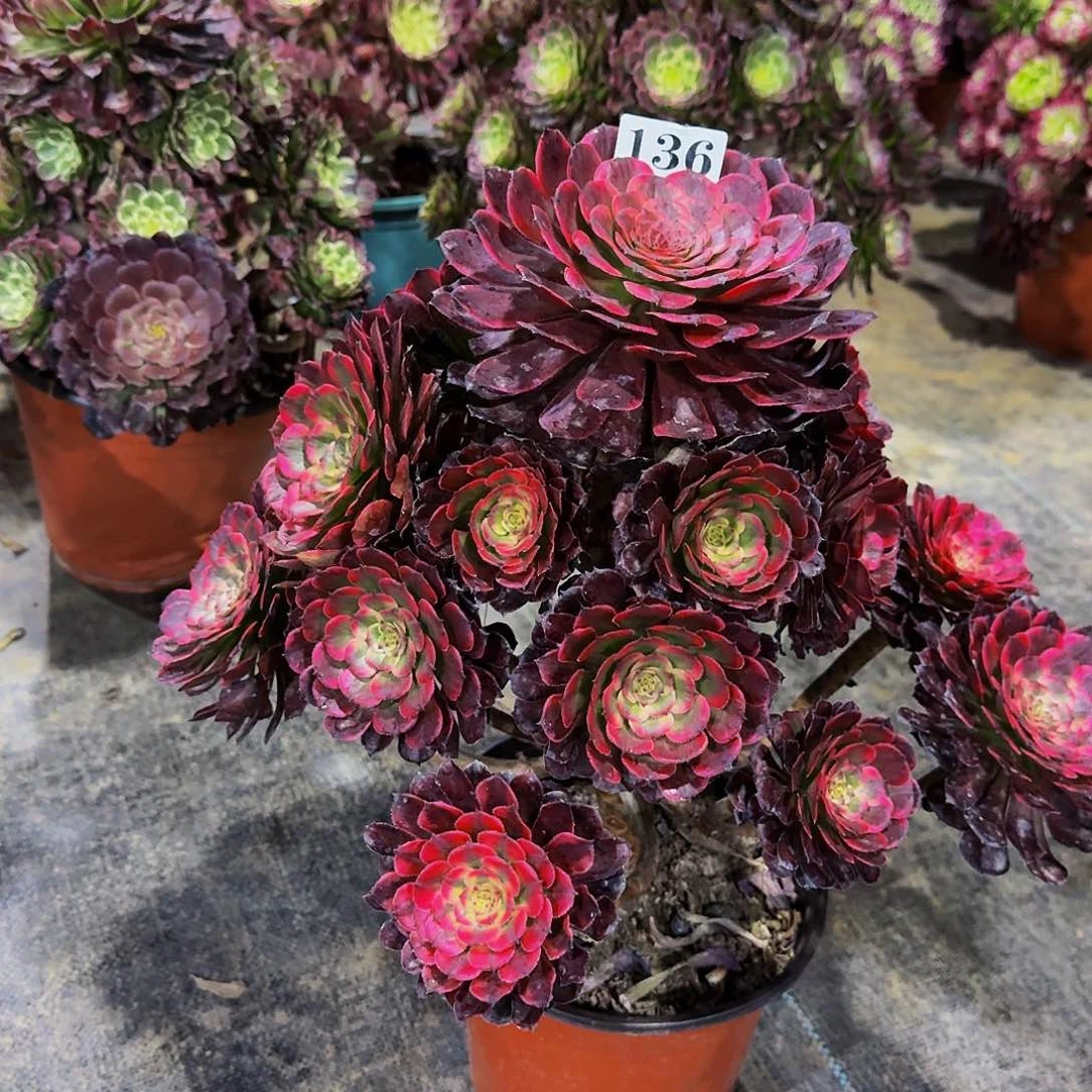 136墨亚黑金刚多肉植物