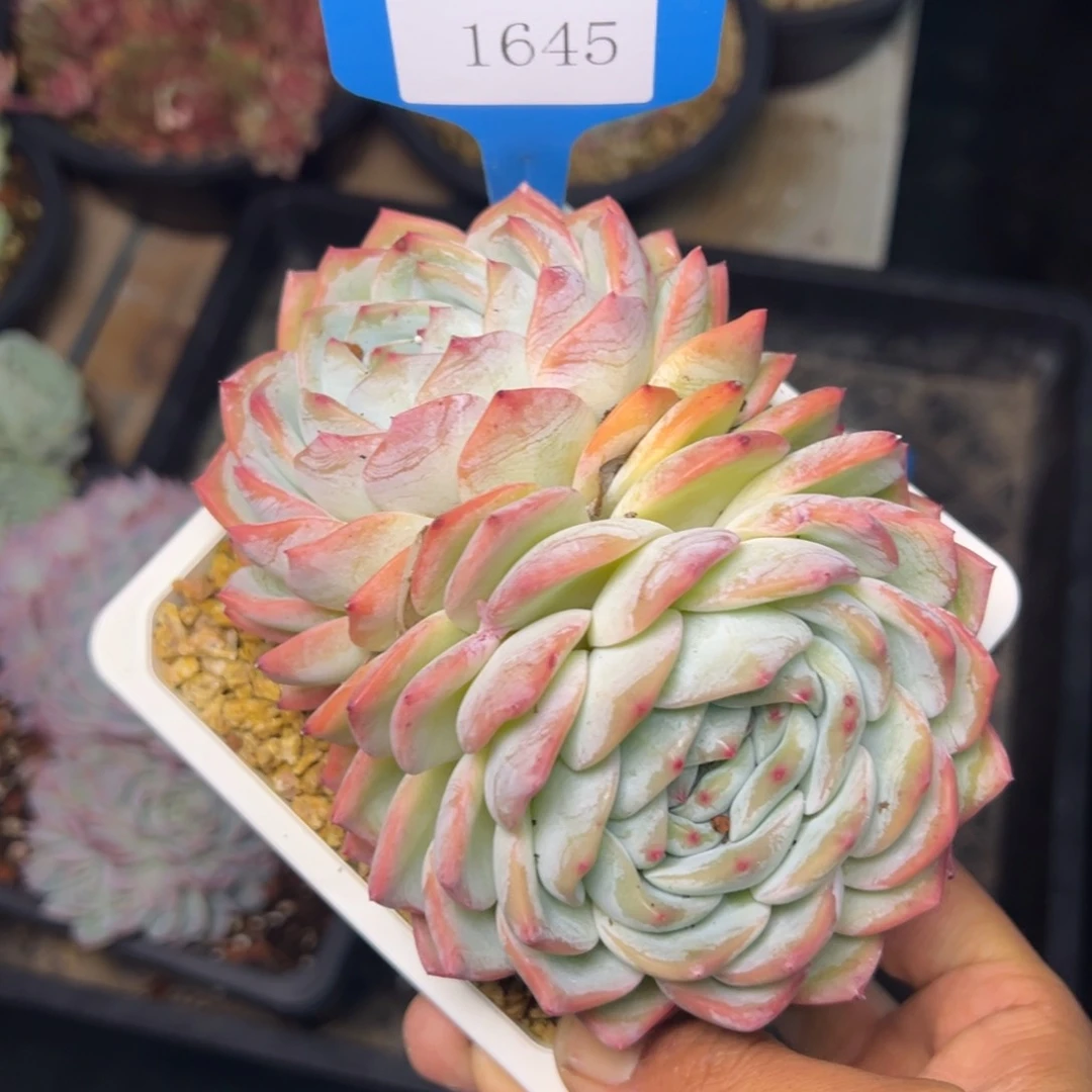 度**忧1645多肉多多的的的的